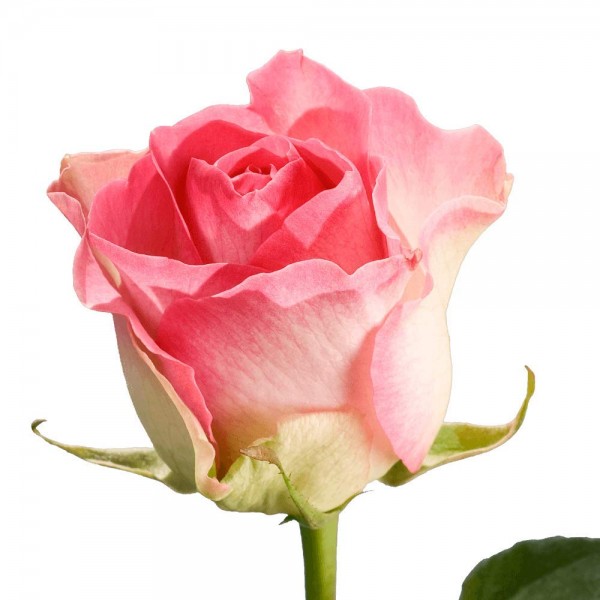 GlobalRose 200 Fresh Cut Light Creamy Pink Roses - Michelle Roses - Fresh Flowers Wholesale Express Delivery